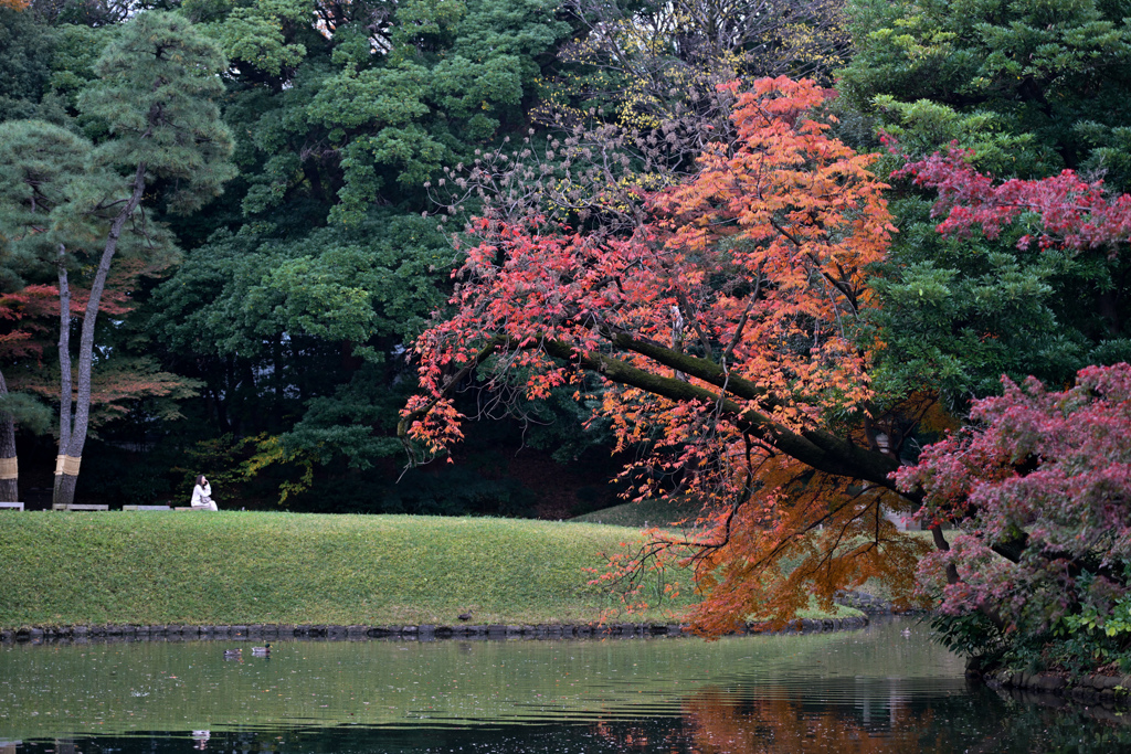 小石川後楽園【蓬莱島付近の紅葉】②20241202