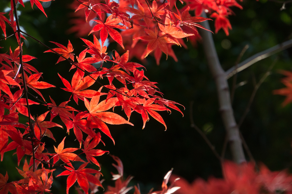 【近所の緑道の紅葉】②20161126