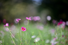 昭和記念公園【原っぱ南花畑のコスモス】②20241002