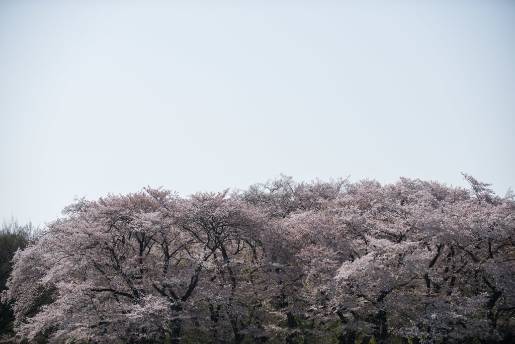 神代植物公園【さくら園の眺め】②20180331