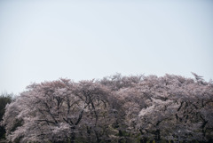 神代植物公園【さくら園の眺め】②20180331