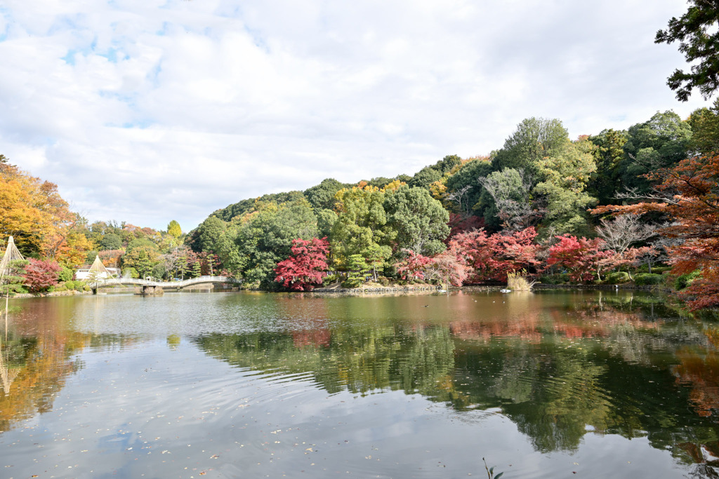 薬師池公園【薬師池と紅葉】①20251119