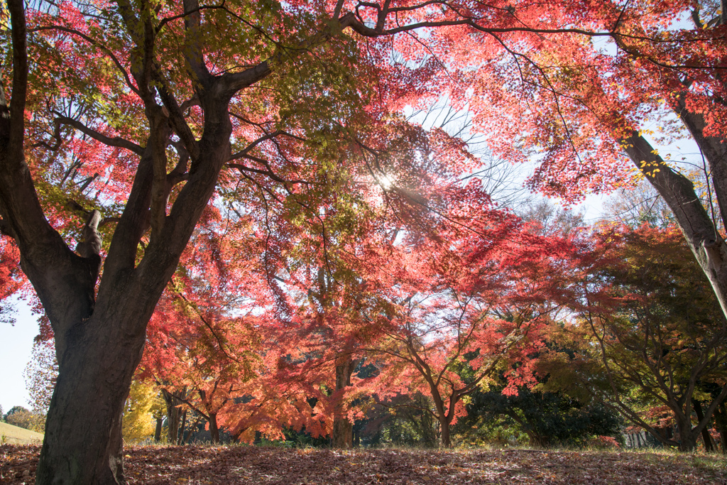 神代植物公園【自由広場：南口付近の紅葉】②20231202