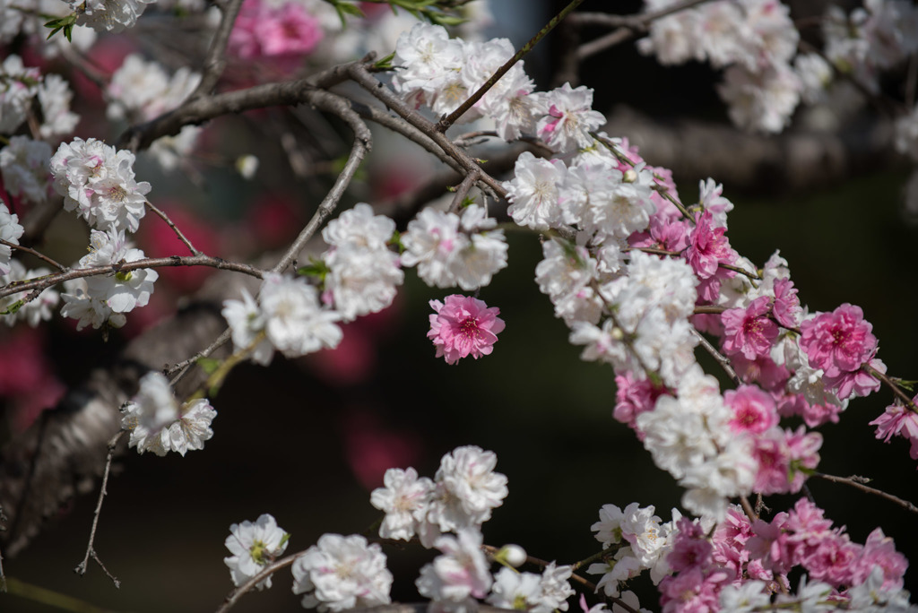 神代植物公園【ハナモモ：源平枝垂】②20180331