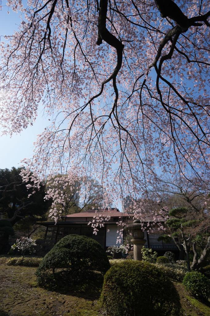 小石川後楽園【枝垂桜：大堰川沿い】⑤20180325