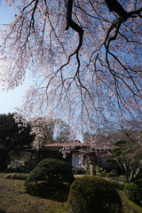 小石川後楽園【枝垂桜：大堰川沿い】⑤20180325