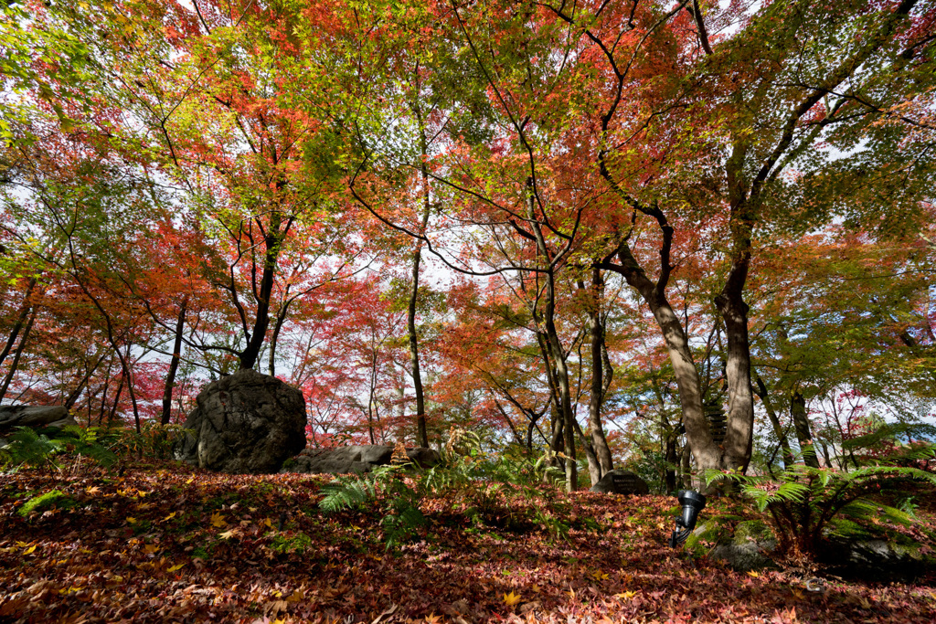 京都紅葉狩り【永観堂：紅葉】②20201123