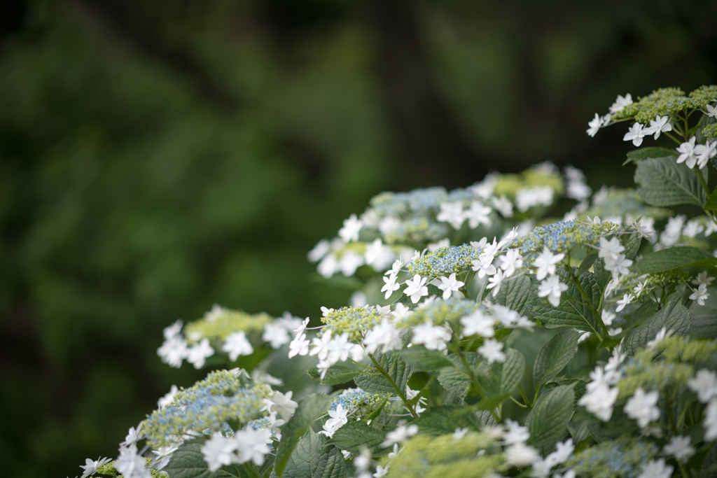 相模原北公園【紫陽花：ミハラヤエ】①20230619