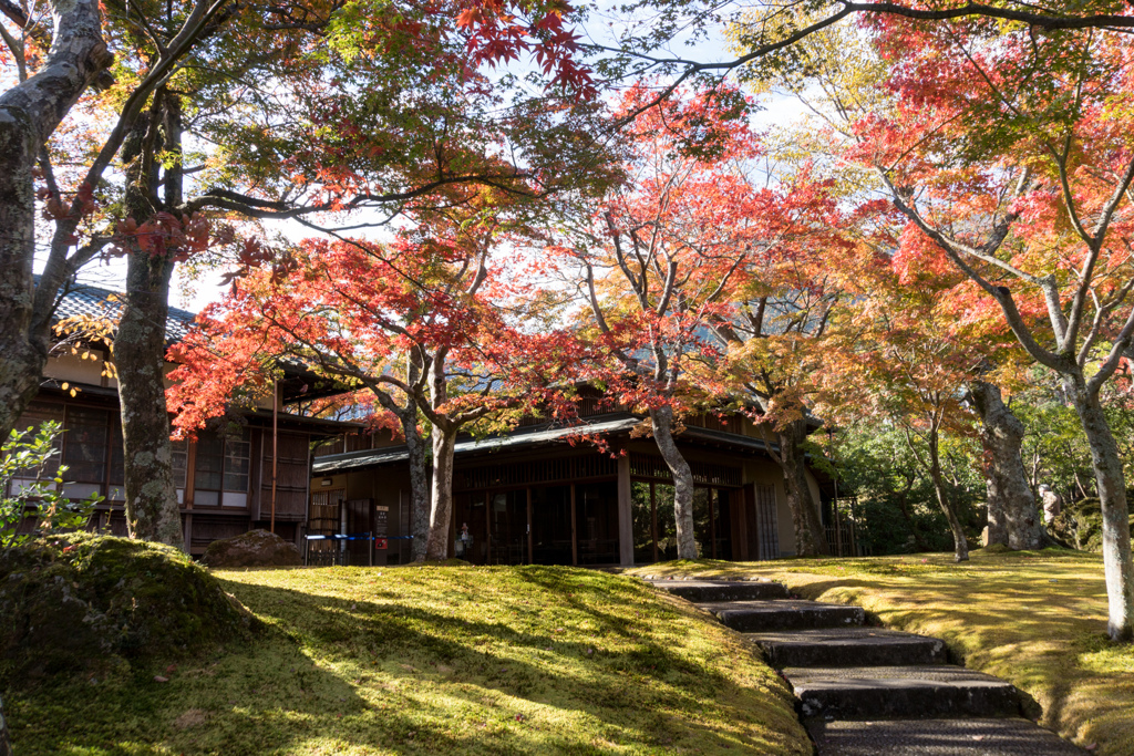 箱根美術館【苔庭の紅葉】⑥20211114