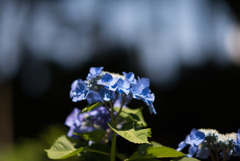 薬師池公園【紫陽花：ブルースカイ】20180609