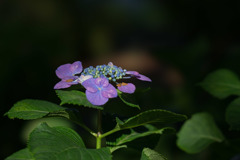 相模原北公園【紫陽花： フラウ・ノブコ】①20190616