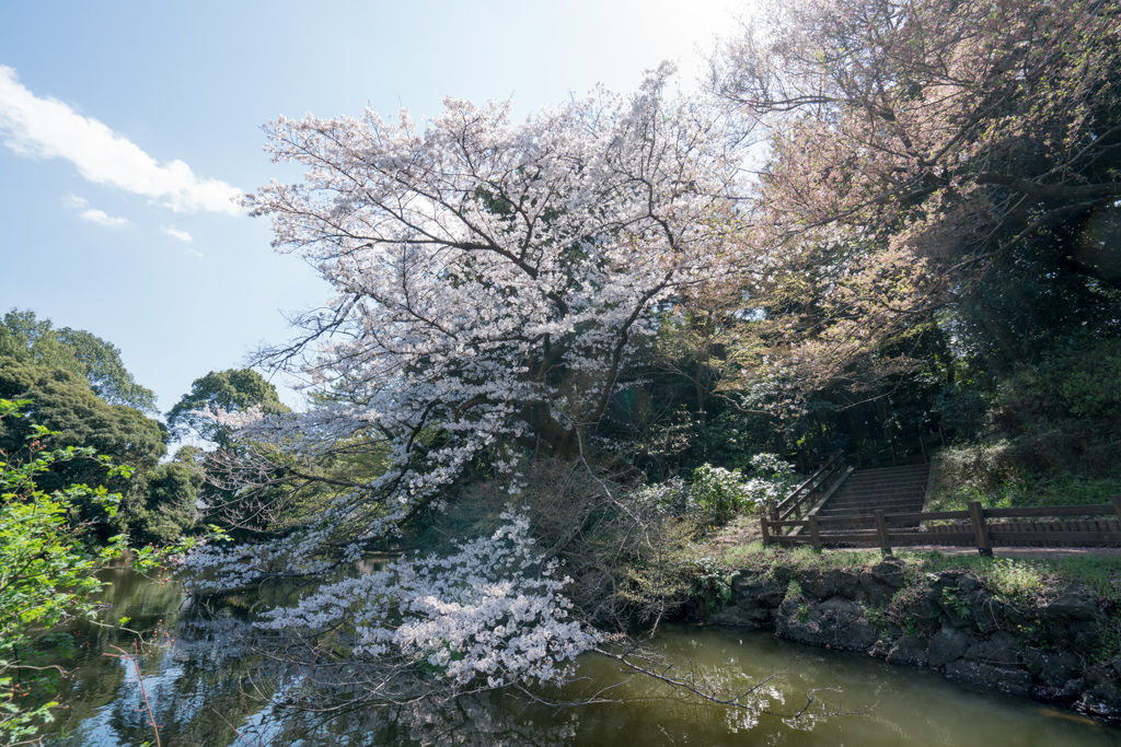 新宿御苑【桜：江戸彼岸】③20210323