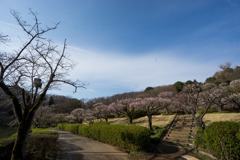 【薬師池公園の梅園】①20180318