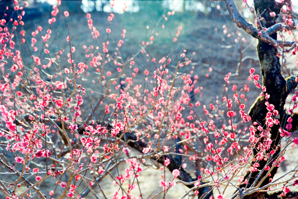 大倉山公園梅林【梅：鹿児島紅】②20230304銀塩NLP