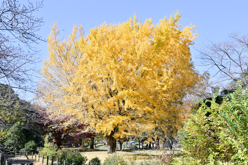 昭和記念公園【自転車道沿いの黄葉：イチョウ】②20251117