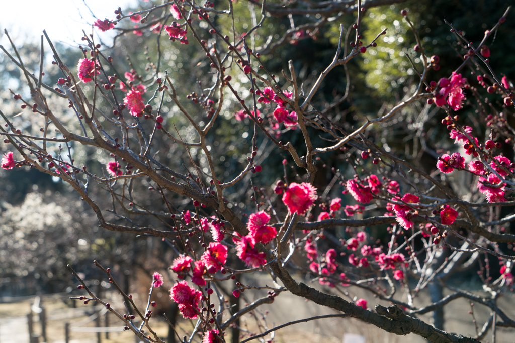 大船フラワーセンター【梅の花：鹿児島紅】①20230205