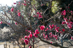 大船フラワーセンター【梅の花：鹿児島紅】①20230205