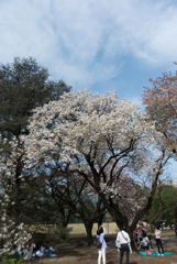 新宿御苑【桜：白雪】①20170416