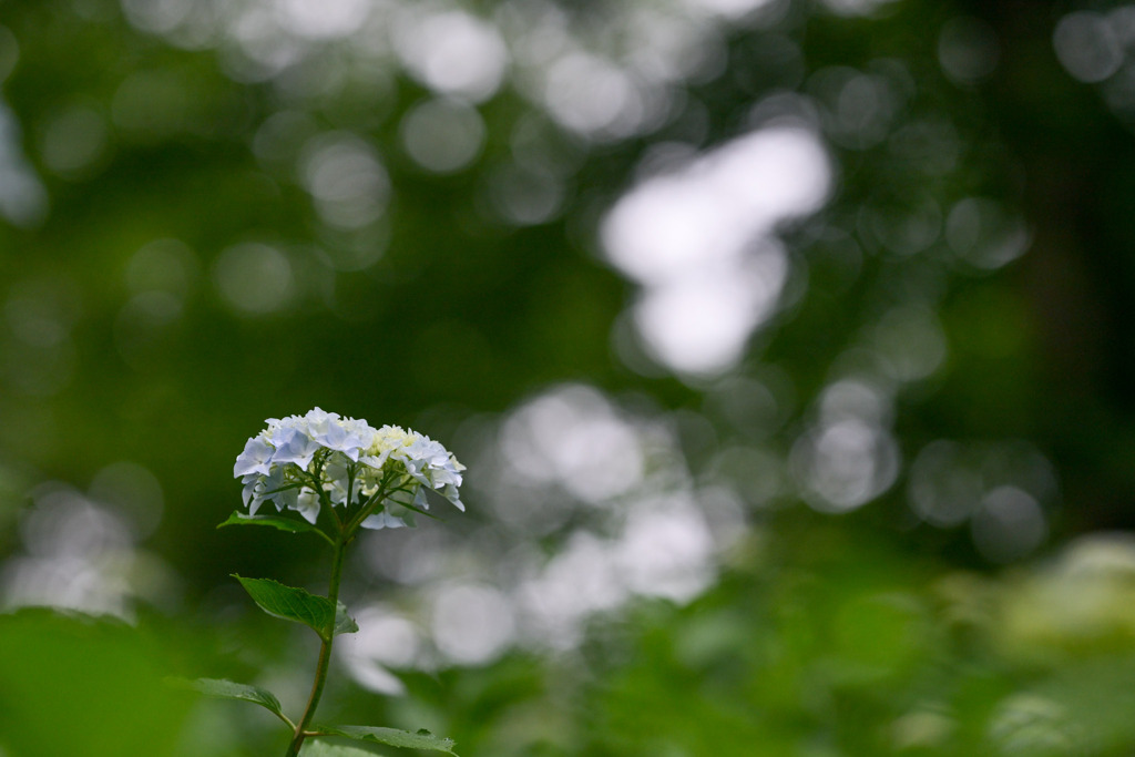 生田緑地【紫陽花(白系)】20250608