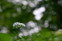 生田緑地【紫陽花(白系)】20250608