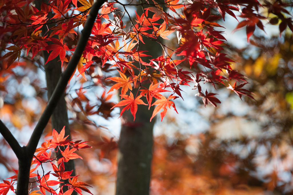 【薬師池公園の紅葉】②20141116