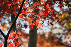 【薬師池公園の紅葉】②20141116