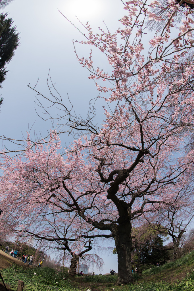 【新宿御苑(枝垂桜)】③20150322