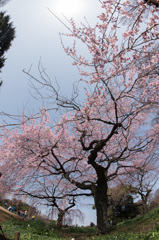 【新宿御苑(枝垂桜)】③20150322