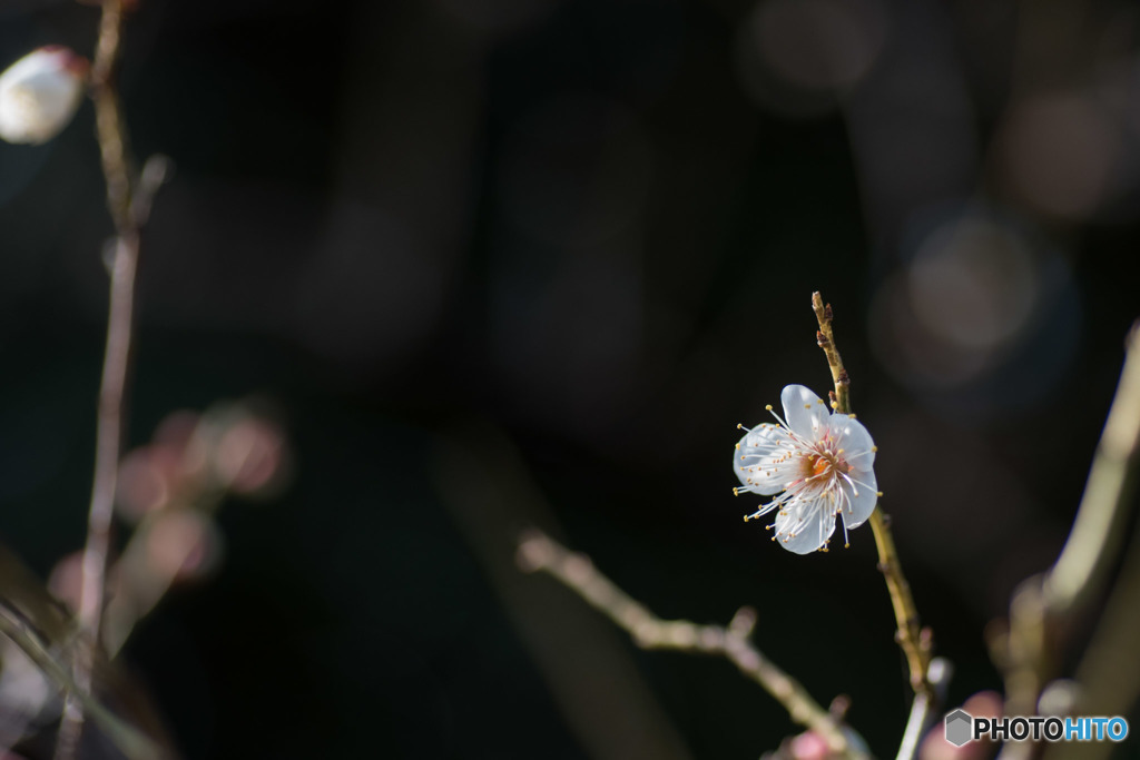【大船植物園(翁)】20160206