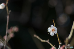 【大船植物園(翁)】20160206