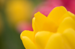 【花菜ガーデン(黄)】20150404