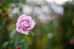 花菜ガーデン【秋パラ：シャルル・ド・ゴール】20251027