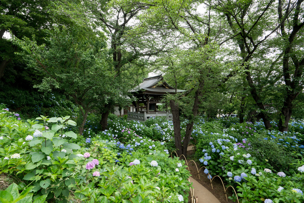 妙楽寺【鐘楼と紫陽花】①20200618