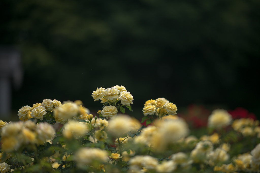 神代植物公園【夏バラ：ゴールド・バニー】20220709