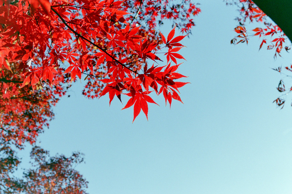 新宿御苑【新宿門近辺の紅葉】⑥20191213