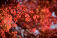 【旧古河庭園の紅葉】⑤20181201