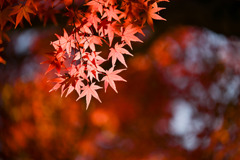 昭和記念公園【自転車道沿いの紅葉：モミジ】④20251117