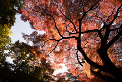 新宿御苑【下の池の紅葉】④20181201