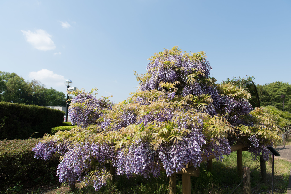 【神代植物公園(藤：紫花美短)】20150426