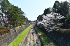 昭和記念公園【朝掘川：もみじ橋からの眺め】20200326