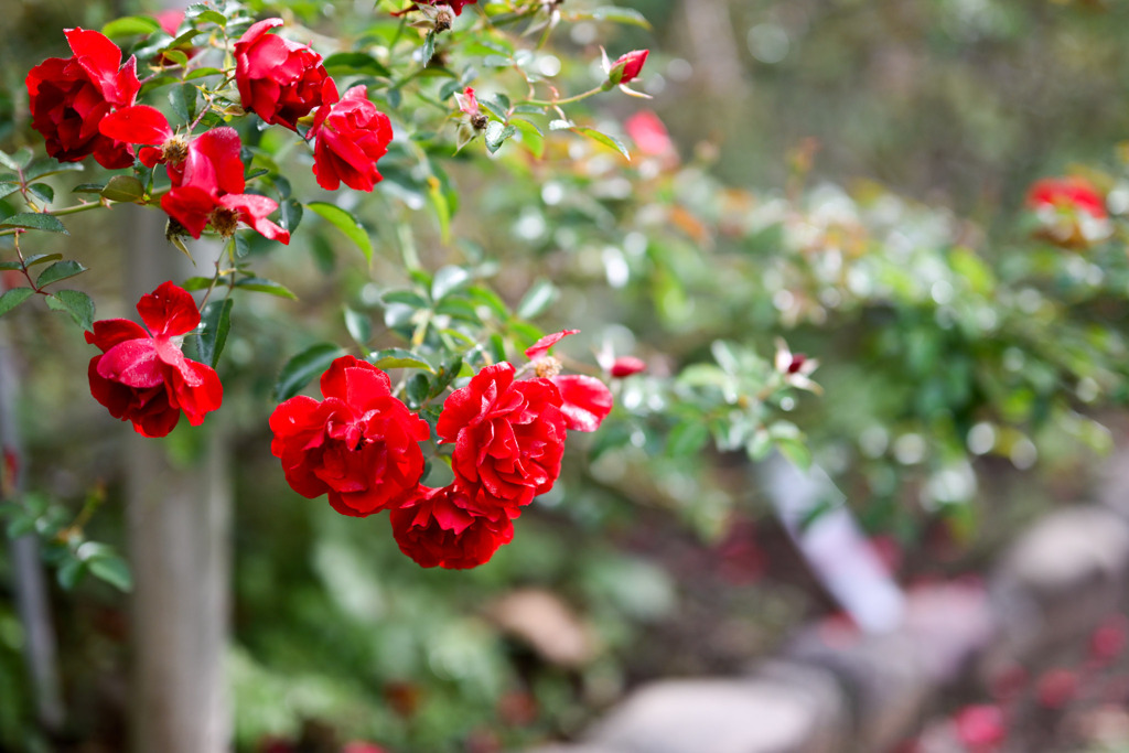 大船フラワーセンター【秋パラ：マイナーフェアー】①20251102