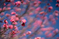 小田原FG【梅：八重寒紅】①20190119