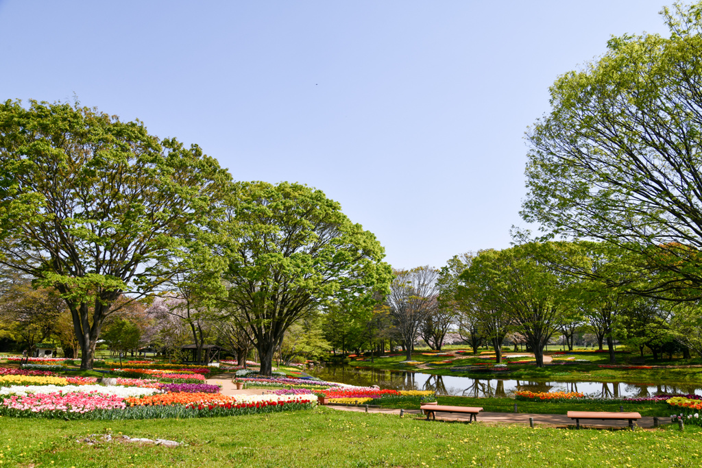 昭和記念公園【渓流広場の眺め】①20240414