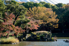 都心紅葉名所巡り【小石川後楽園：蓬莱島の紅葉】20201128