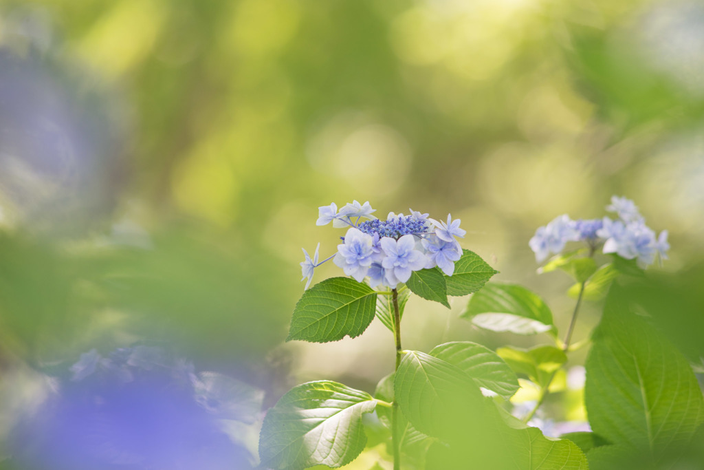 昭和記念公園【紫陽花：ガクアジサイ】④20180630