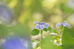 昭和記念公園【紫陽花：ガクアジサイ】④20180630