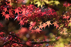ささぶねの小路【紅葉】③20171119