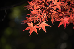 【ささぶねの道の紅葉】⑦20141123
