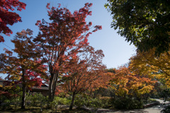 昭和記念公園【日本庭園：紅葉の様子】③20201114