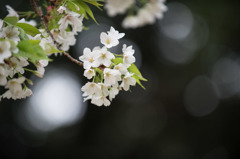 【新宿御苑(大島桜)】②20160402